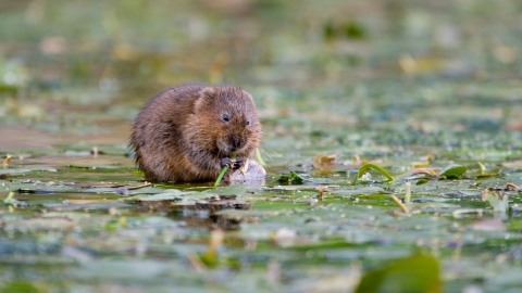 Water Vole