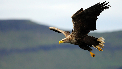 White-tailed eagle