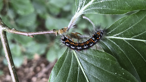 The caterpillar of a yellow-tail moth, feeding on leaves