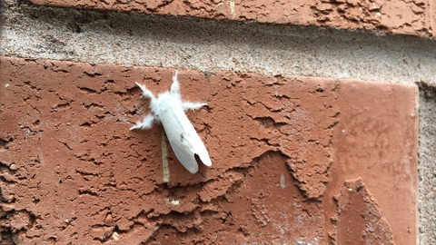 A yellow-tail moth resting on a brick wall