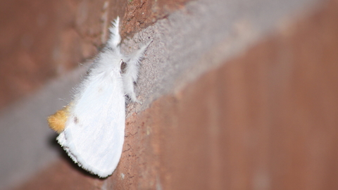 A yellow-tail moth resting on a brick wall, its abdomen curled up to reveal the distinctive yellow tail