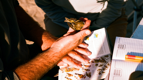 Bird Ringing Event