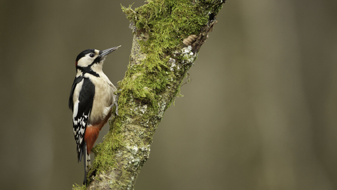 woodpecker