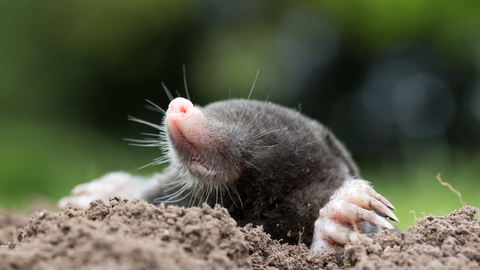 Mole