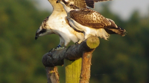 Ospreys