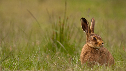 hare