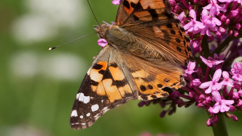 Painted lady butterfly