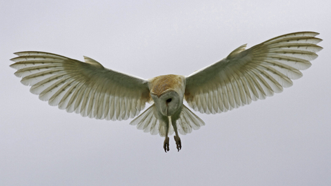 barn owl flight