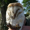 Barn Owl ringing 