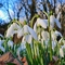 Snowdrop