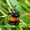 Sexton beetle