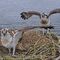Osprey 5H1 intrudes briefly on the Manton Bay nest