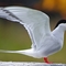 Arctic tern