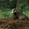 Badger (C) Jon Hawkins