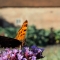 Comma butterfly