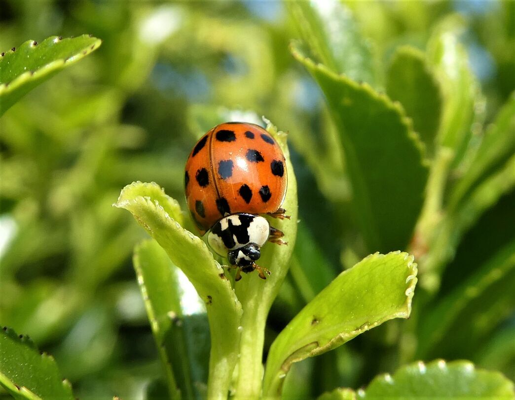 Insects you can get to know this spring | Leicestershire and Rutland ...