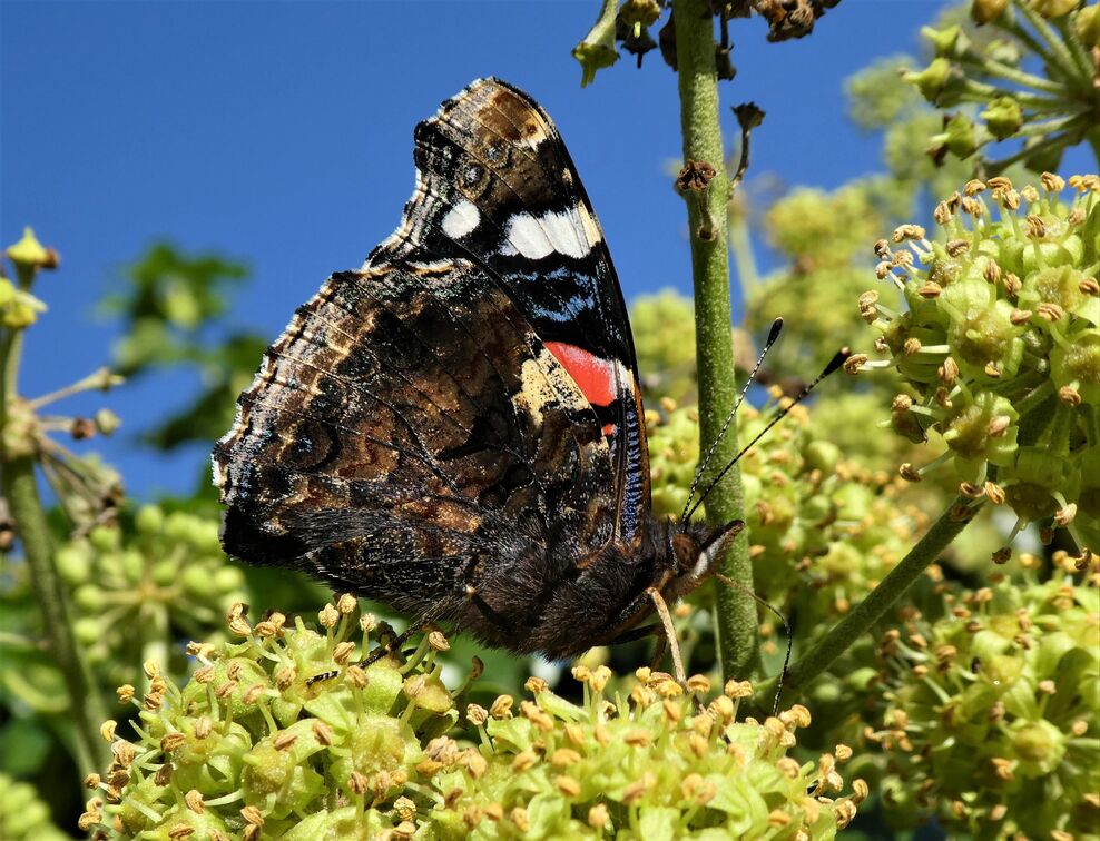 Where do insects go in the winter? | Leicestershire and Rutland ...