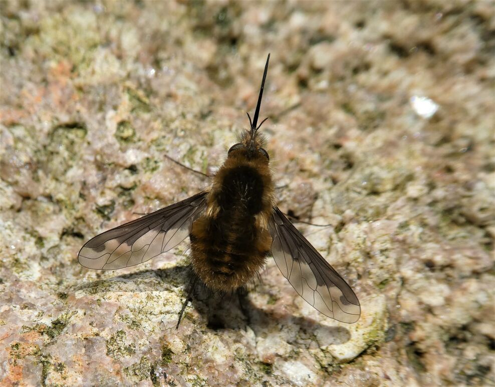 Back to basics: What is an insect? | Leicestershire and Rutland ...