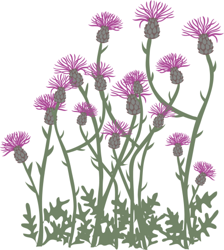 Wildflower illustration