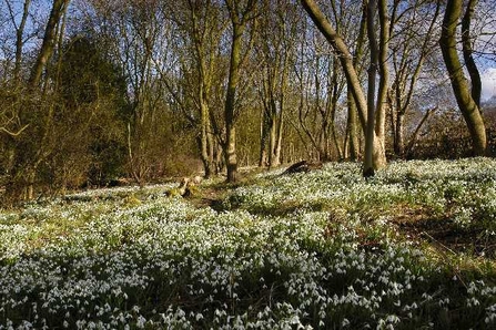 Snowdrops (C) David Oaks