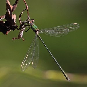 Willow Emerald Damselfly (c) Tony Clarke