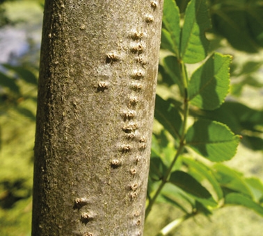 Willow Emerald Damselfly scars