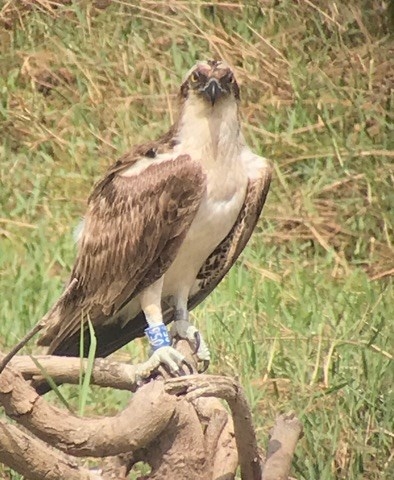 Osprey 056 Gambia 2020