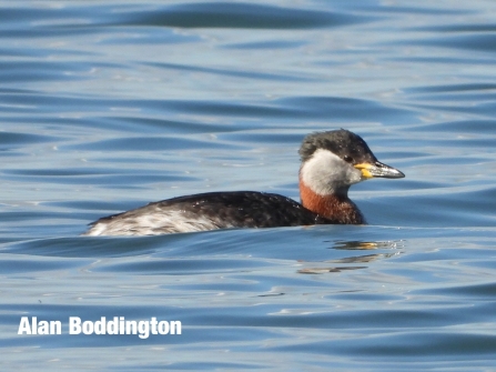 Red-Necked Grebe taken by Alan Boddington