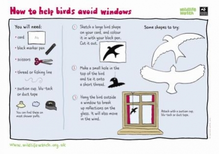 Help birds avoid windows Wildlife Watch