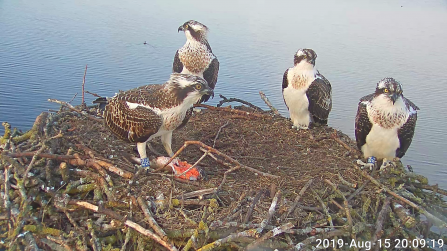 The four chicks from 2019