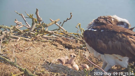 Two osprey chicks at the Manton Bay nest