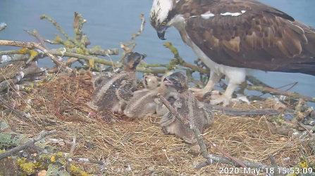 Osprey chicks at the Manton Bay nest