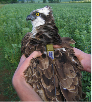 Osprey with satellite tag