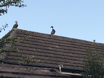 Mallards on roof
