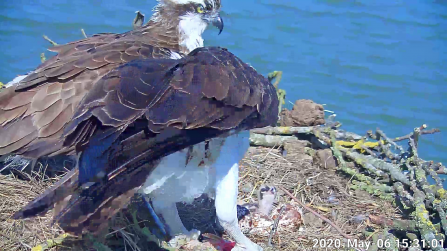 The first osprey chick at the Manton Bay nest