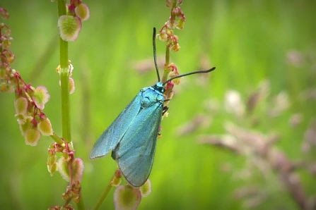 Forester Moth