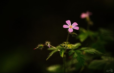 Herb Robert