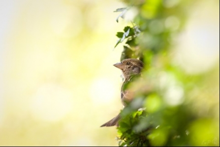 House sparrow