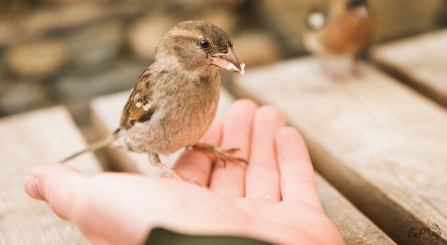 House sparrow