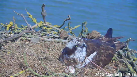 Maya on the Manton Bay nest