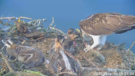 Maya feeding chicks pike