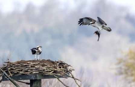 Osprey Nest Manton Bay