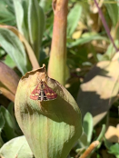 Pyrausta purpuralis moth