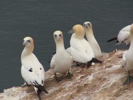 Gannets