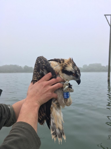 Manton Osprey Chick 081