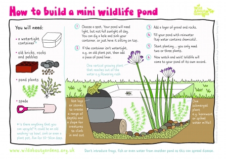 mini wildlife pond