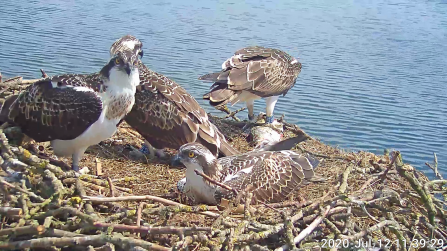 4 Manton Bay juveniles