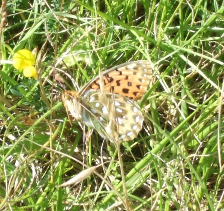 Dark Green Fritillary 