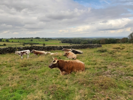Cattle at Charnwood Lodge