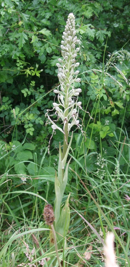 lizard orchid